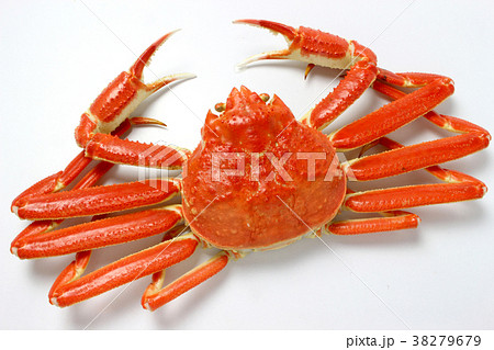 ズワイ蟹 ズワイ蟹 38279679
