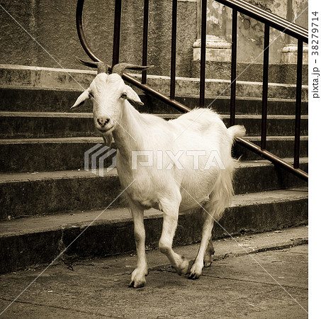 goat 38279714