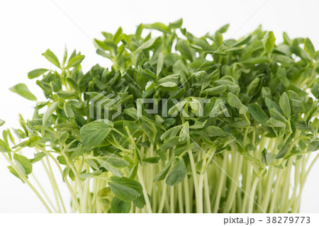 豆苗 トウミョウ 豆苗 トウミョウ 38279773