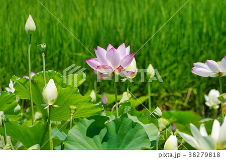 蓮の花 蓮の花 38279818