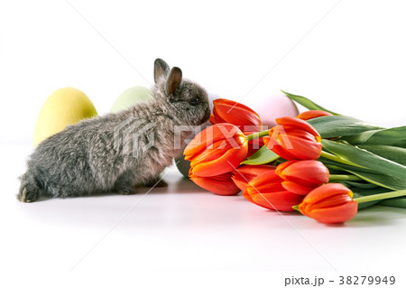 Baby rabbit with tulips Baby rabbit with tulips 38279949