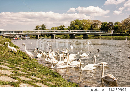 Beautiful Swans on river side with bridge Piestany 38279991