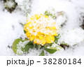 キンセンカ 38280184