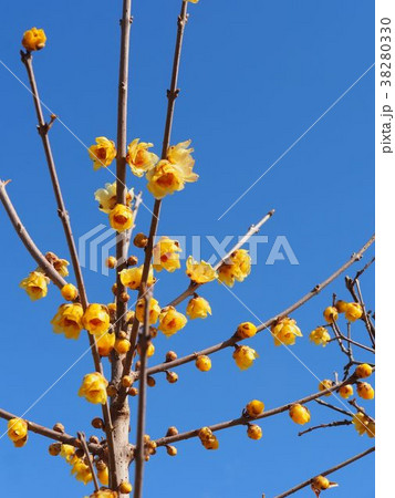 ロウバイ 38280330