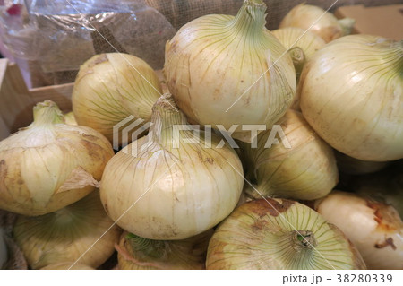 新玉ねぎ 38280339