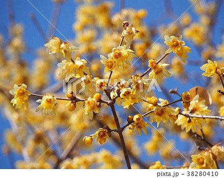 ロウバイ 38280410