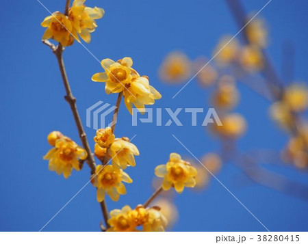 ロウバイ 38280415