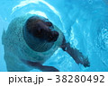 ゴマフアザラシ 38280492