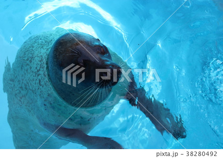 ゴマフアザラシ ゴマフアザラシ 38280492