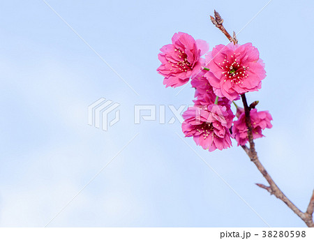 桜 さくら サクラ 38280598