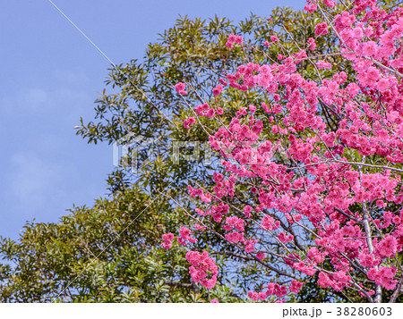 桜 さくら サクラ 38280603