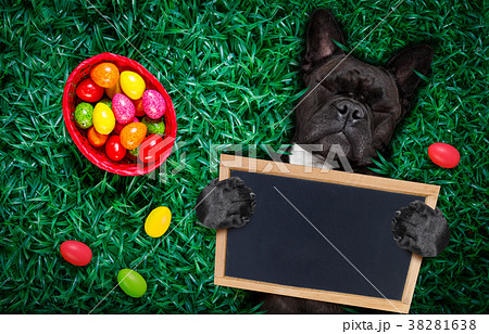 happy easter dog with eggs 38281638