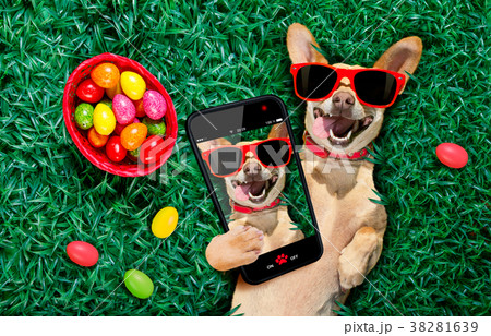 happy easter dog with eggs 38281639