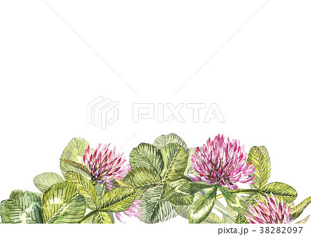 Hand-drawn watercolor red clover flower 38282097