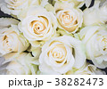 Perfect bouquet of creme luxurious roses. Top view 38282473