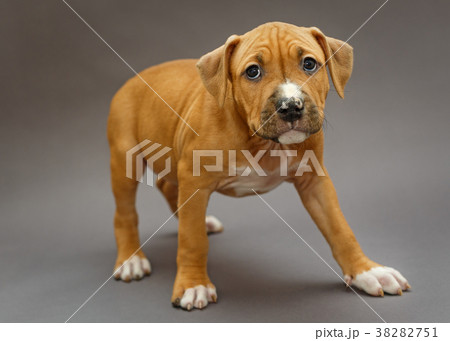 Puppy Staffordshire Terrier Puppy Staffordshire Terrier 38282751