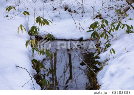 御所湖　御所大橋北園地の林の熊笹と雪景色 38282883