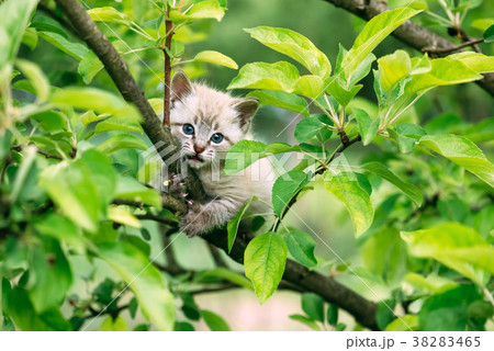 Small kitten with blue ayes on tree 38283465