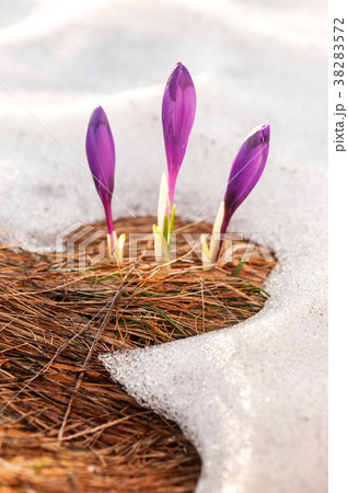 Group of crocus flower in grass 38283572