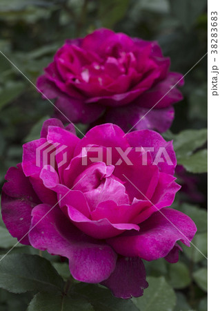バラの花 38283683