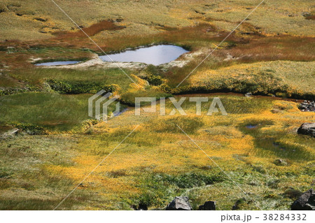 立山 室堂のイワイチョウの群生 立山 室堂のイワイチョウの群生 38284332