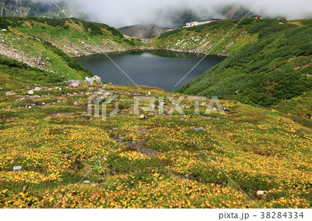 立山 室堂みくりが池のイワイチョウの群生 立山 室堂みくりが池のイワイチョウの群生 38284334