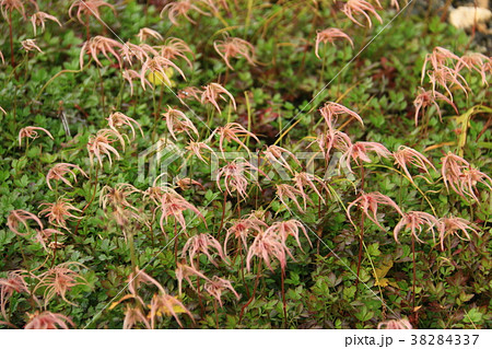 立山 室堂のチングルマの秋 群生 立山 室堂のチングルマの秋 群生 38284337