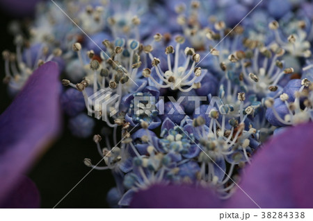あじさいの花 38284338