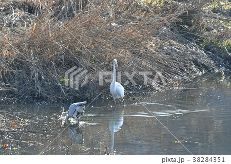 サギ・シラサギ 38284351
