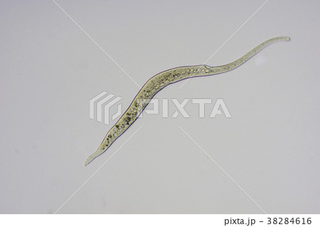 スピロストマム 38284616