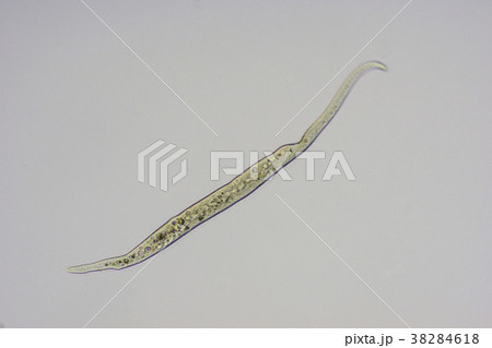 スピロストマム 38284618