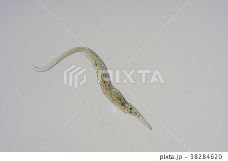 スピロストマム 38284620