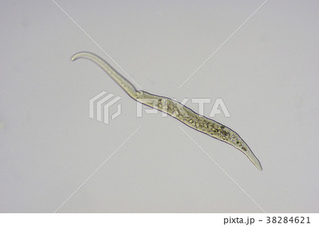 スピロストマム 38284621