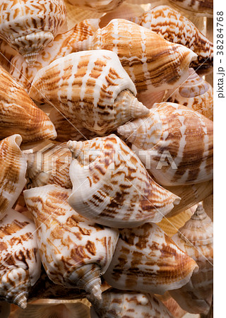 Seashells collection background Seashells collection background 38284768