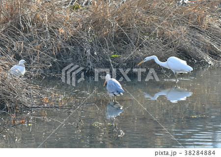 サギ・仲間 38284884