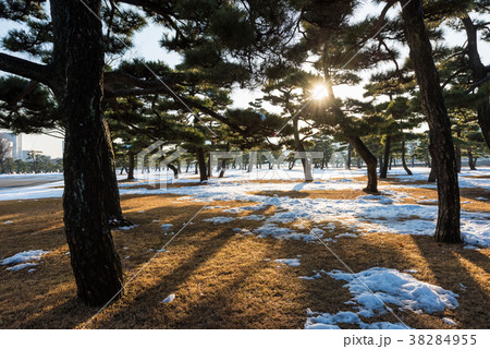 残雪と松 残雪と松 38284955