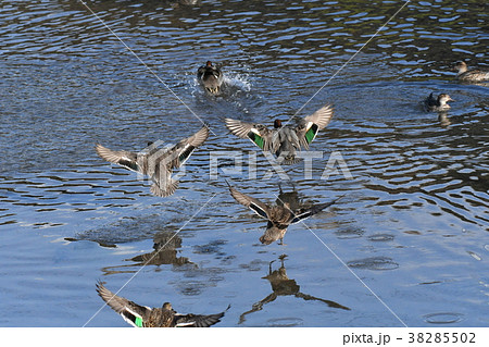 カモ・飛行 38285502