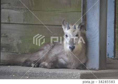 カモシカ 38285583