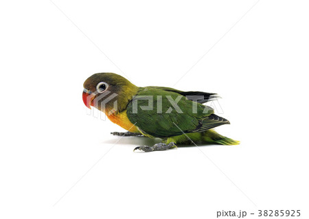 ボタンインコ ボタンインコ 38285925