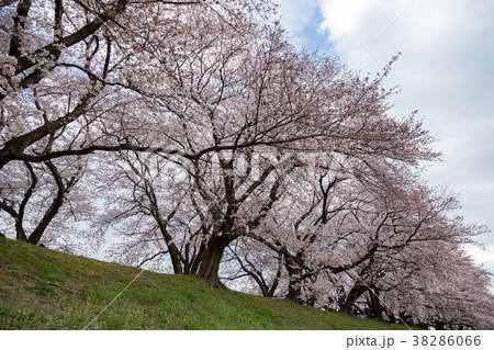 桜 (淀川河川公園背割堤　4月) 38286066