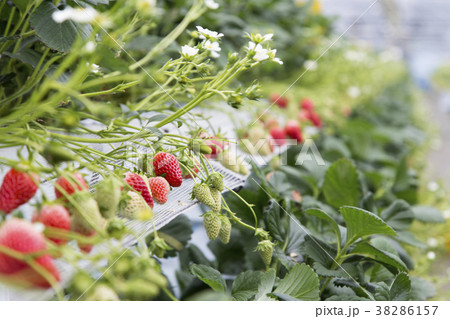 観光いちご狩り農園「いちごの森」のいちご狩り 38286157