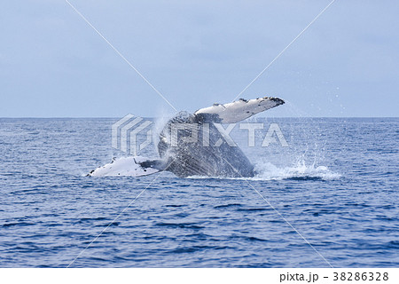 クジラウォッチング クジラウォッチング 38286328