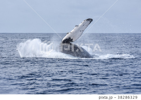 クジラウォッチング 38286329