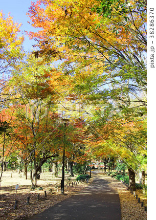 砧公園の紅葉 38286370