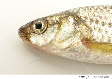 タモロコ 田諸子 用水路などに居る川魚 頭部の写真素材