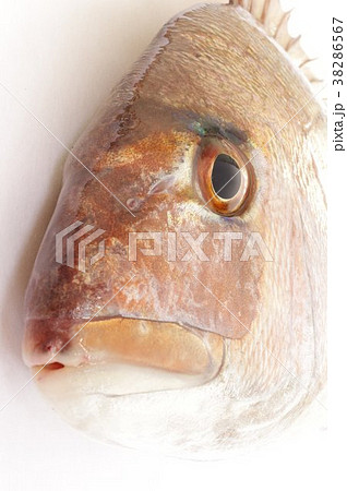 マダイ 真鯛 頭部拡大縦 お祝い事に欠かせぬ魚 日本を代表する食用魚 釣りの人気も高いの写真素材