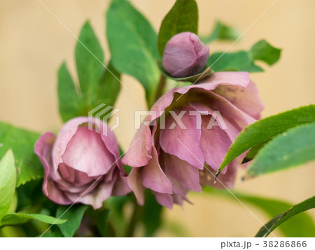 クリスマスローズ 38286866