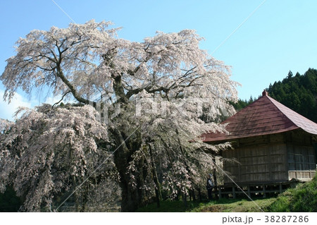 お堂と桜　上石の不動桜　 38287286