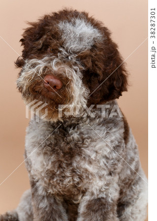 beautiful brown fluffy puppy beautiful brown fluffy puppy 38287301