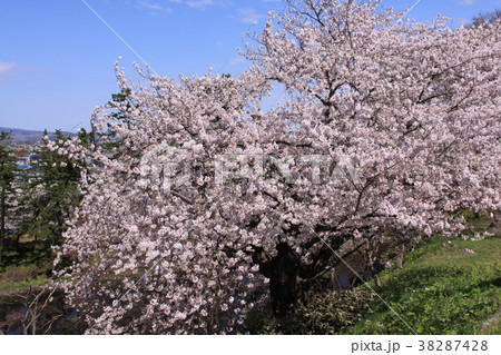 桜（弘前公園） 38287428